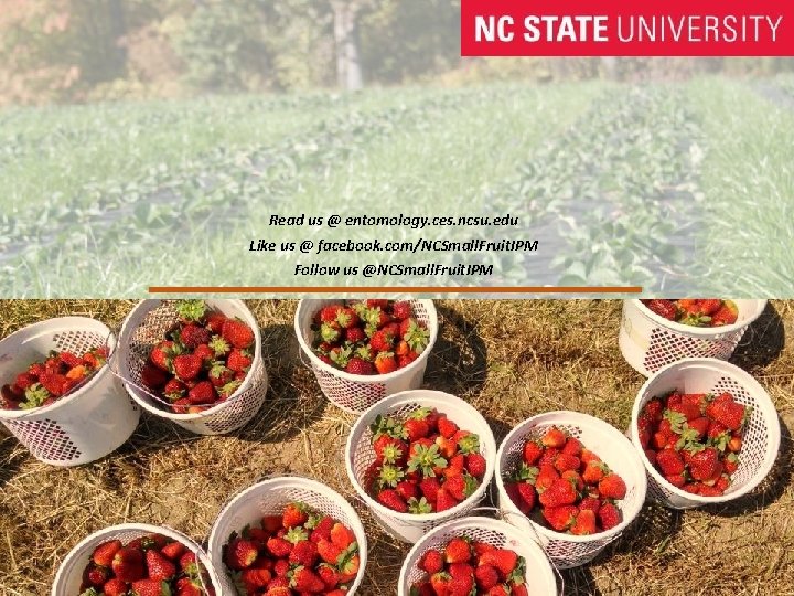 Read us @ entomology. ces. ncsu. edu Like us @ facebook. com/NCSmall. Fruit. IPM