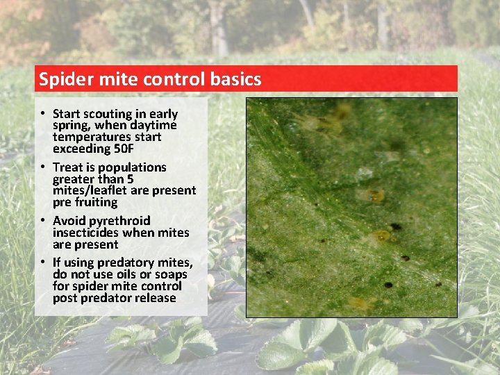 Spider mite control basics • Start scouting in early spring, when daytime temperatures start