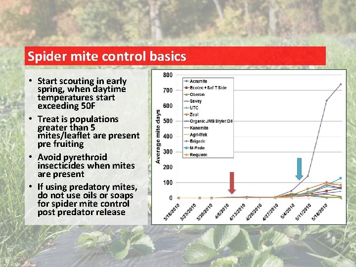 Spider mite control basics • Start scouting in early spring, when daytime temperatures start