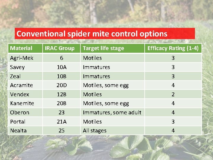 Conventional spider mite control options Material Agri-Mek Savey Zeal Acramite Vendex Kanemite Oberon Portal