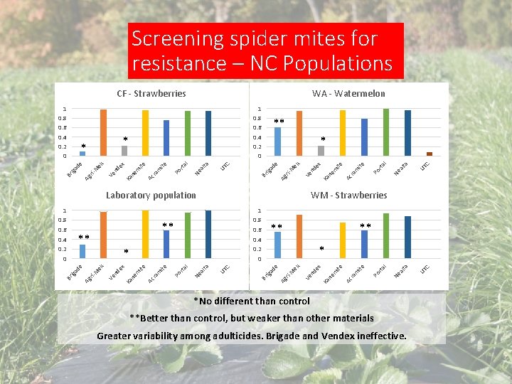 Screening spider mites for resistance – NC Populations CF - Strawberries ** Laboratory population