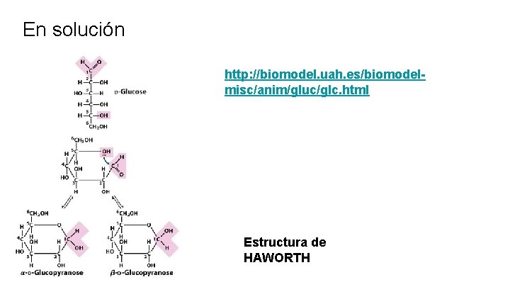 En solución http: //biomodel. uah. es/biomodelmisc/anim/gluc/glc. html Estructura de HAWORTH 