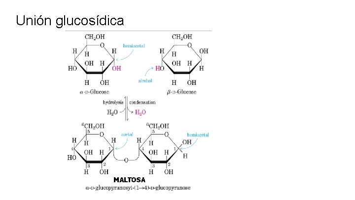 Unión glucosídica 