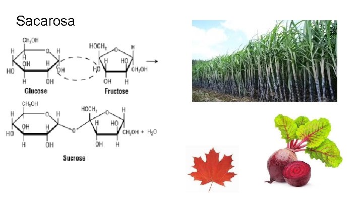 Sacarosa 