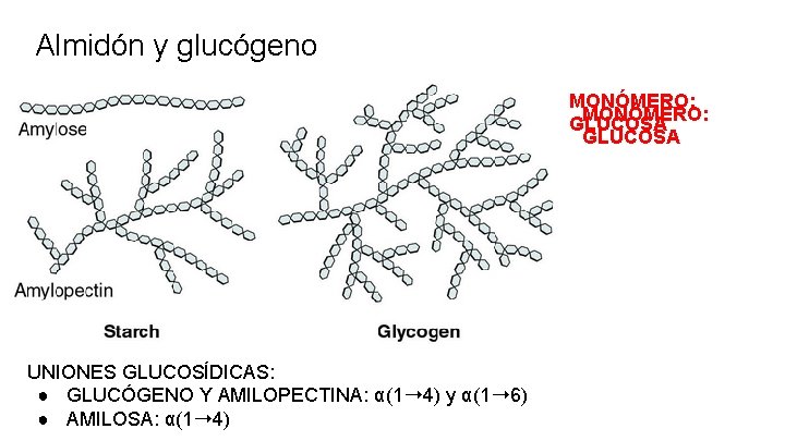 Almidón y glucógeno MONÓMERO: GLUCOSA UNIONES GLUCOSÍDICAS: ● GLUCÓGENO Y AMILOPECTINA: α(1➝ 4) y