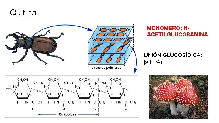 Quitina MONÓMERO: NACETILGLUCOSAMINA UNIÓN GLUCOSÍDICA: β(1➝ 4) 