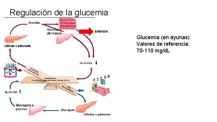 Regulación de la glucemia Glucemia (en ayunas) Valores de referencia: 70 -110 mg/d. L