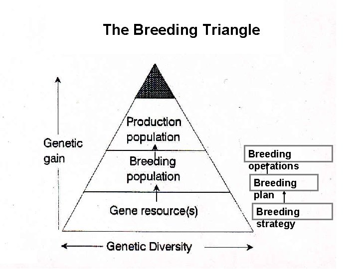 The Breeding Triangle Breeding Plan Breeding operations Breeding plan Breeding strategy 