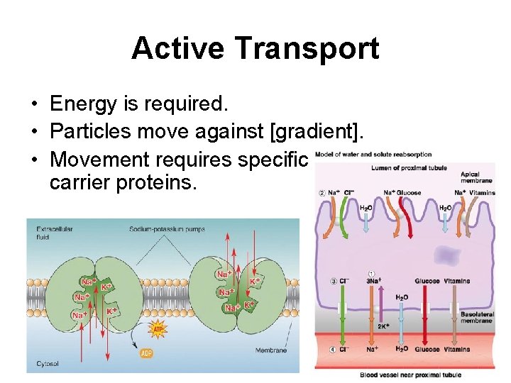 Active Transport • Energy is required. • Particles move against [gradient]. • Movement requires