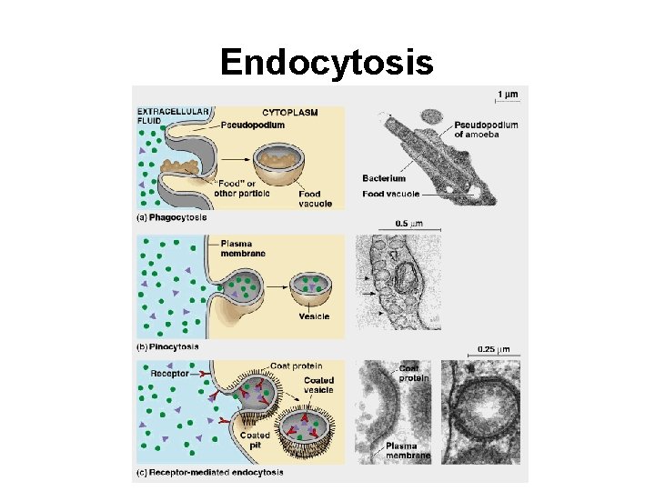 Endocytosis 