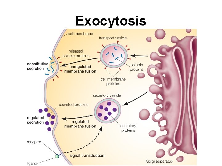 Exocytosis 