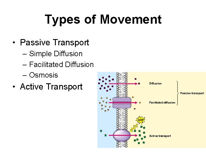 Types of Movement • Passive Transport – Simple Diffusion – Facilitated Diffusion – Osmosis