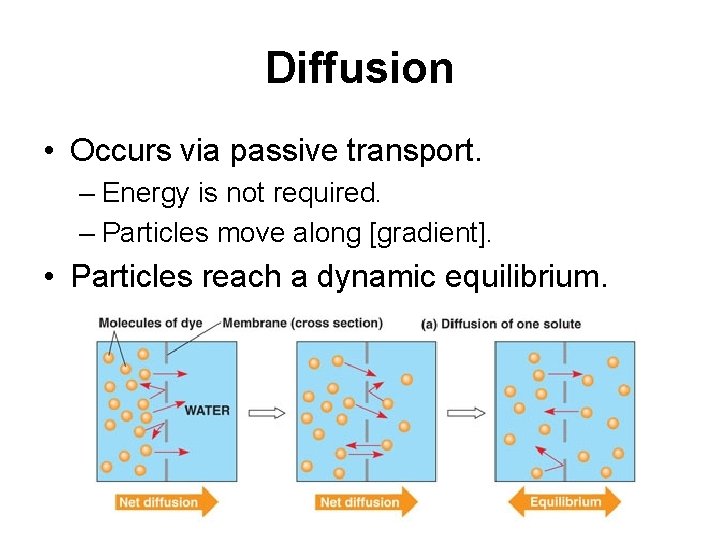 Diffusion • Occurs via passive transport. – Energy is not required. – Particles move