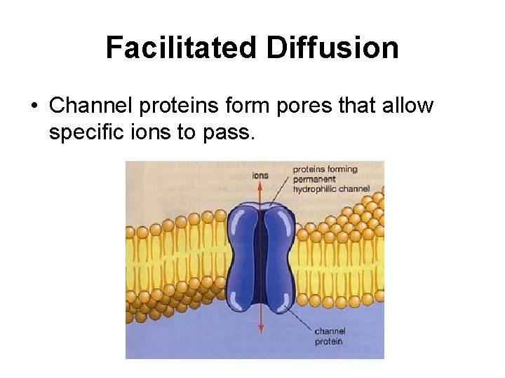 Facilitated Diffusion • Channel proteins form pores that allow specific ions to pass. 