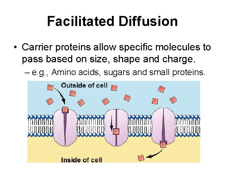 Facilitated Diffusion • Carrier proteins allow specific molecules to pass based on size, shape