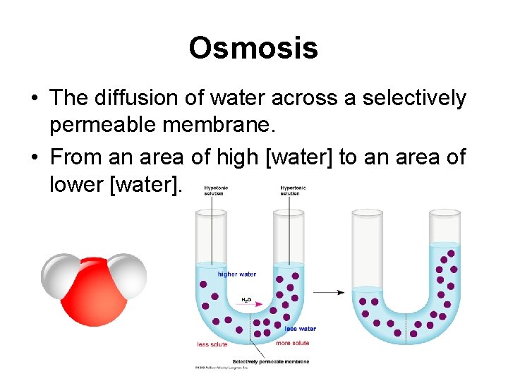 Osmosis • The diffusion of water across a selectively permeable membrane. • From an