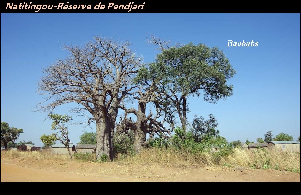 Natitingou-Réserve de Pendjari Baobabs 