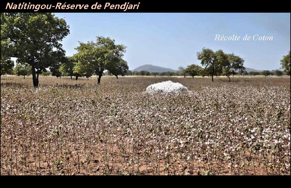 Natitingou-Réserve de Pendjari Récolte de Coton 