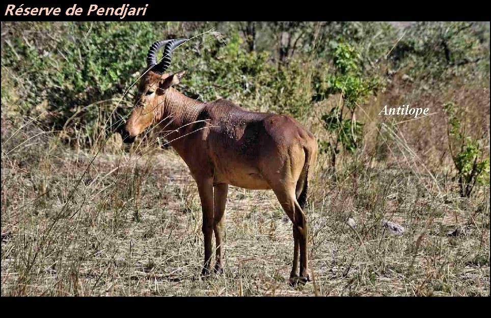 Réserve de Pendjari Antilope 