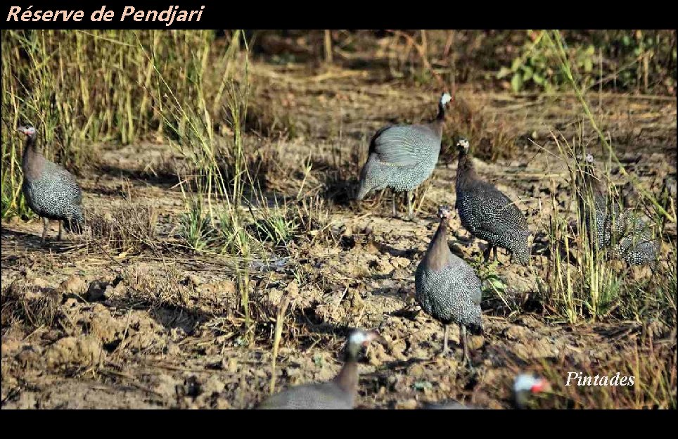 Réserve de Pendjari Pintades 