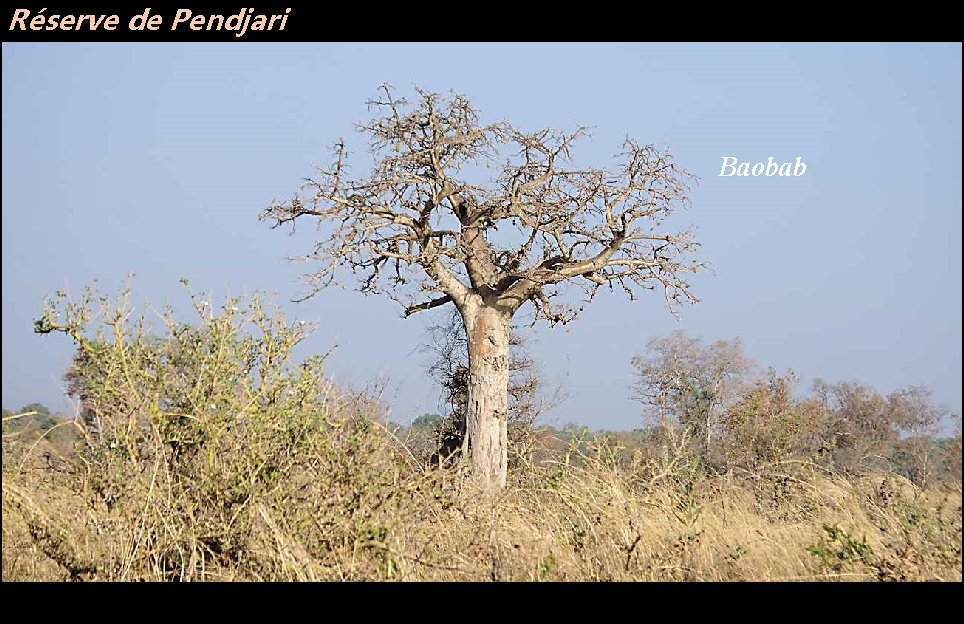 Réserve de Pendjari Baobab 