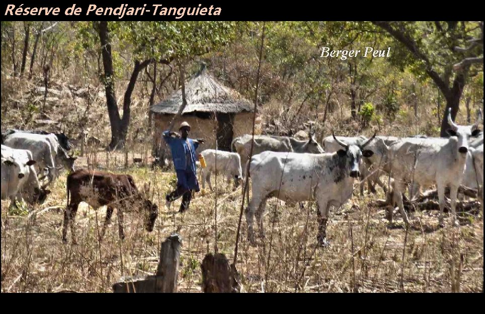 Réserve de Pendjari-Tanguieta Berger Peul 