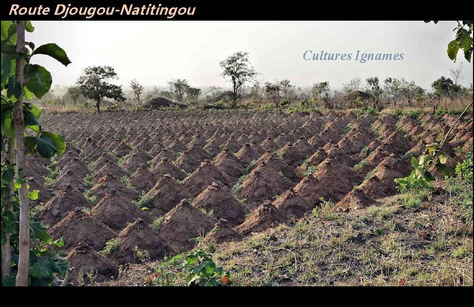 Route Djougou-Natitingou Cultures Ignames 