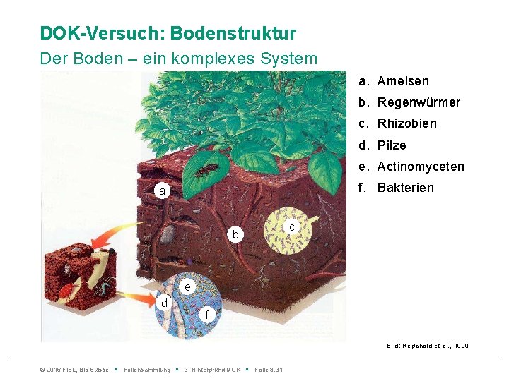 DOK-Versuch: Bodenstruktur Der Boden – ein komplexes System a. Ameisen b. Regenwürmer c. Rhizobien