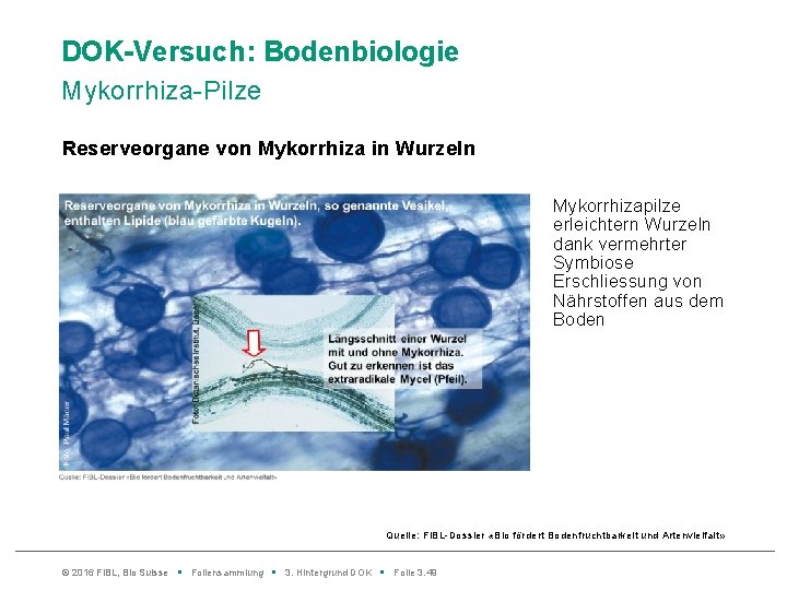 DOK-Versuch: Bodenbiologie Mykorrhiza-Pilze Reserveorgane von Mykorrhiza in Wurzeln Mykorrhizapilze erleichtern Wurzeln dank vermehrter Symbiose