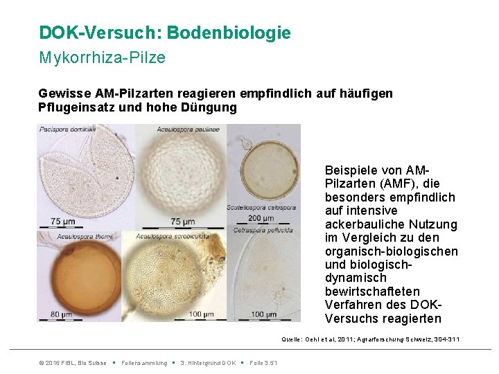 DOK-Versuch: Bodenbiologie Mykorrhiza-Pilze Gewisse AM-Pilzarten reagieren empfindlich auf häufigen Pflugeinsatz und hohe Düngung Beispiele