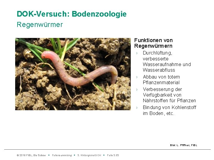 DOK-Versuch: Bodenzoologie Regenwürmer Funktionen von Regenwürmern › › Durchlüftung, verbesserte Wasseraufnahme und Wasserabfluss Abbau
