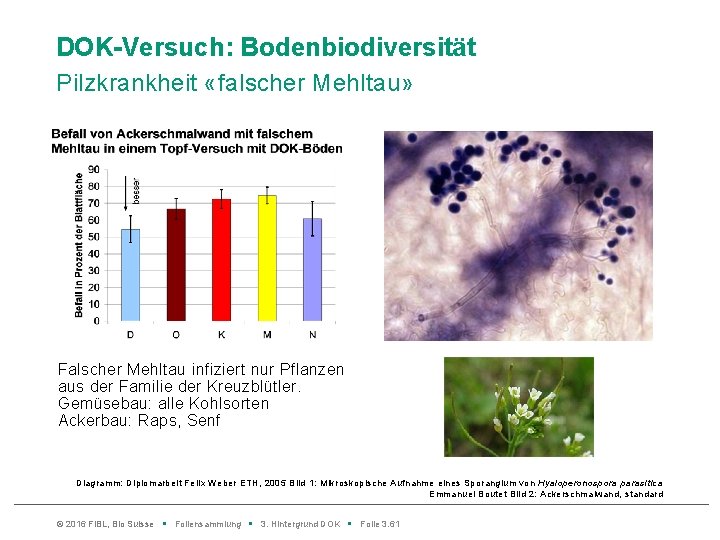 DOK-Versuch: Bodenbiodiversität Pilzkrankheit «falscher Mehltau» Falscher Mehltau infiziert nur Pflanzen aus der Familie der