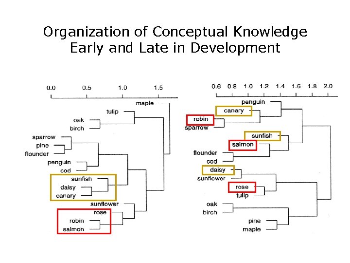 Organization of Conceptual Knowledge Early and Late in Development 