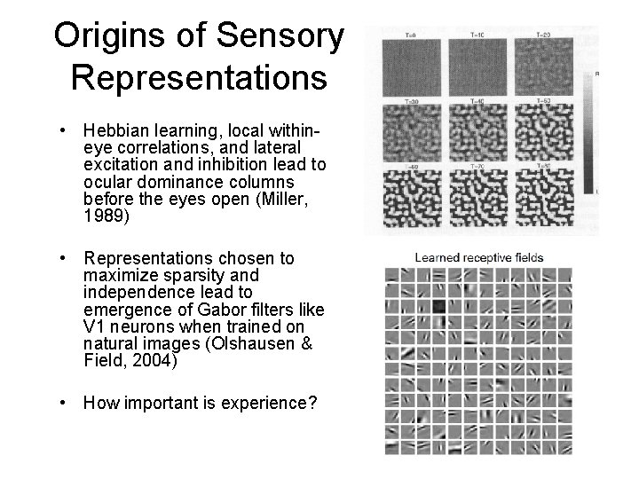 Origins of Sensory Representations • Hebbian learning, local withineye correlations, and lateral excitation and