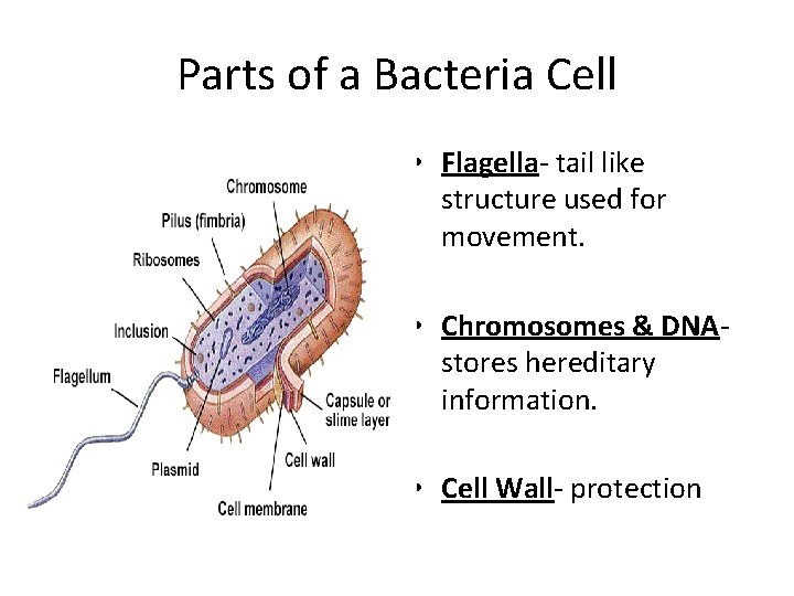 Parts of a Bacteria Cell • Flagella- tail like structure used for movement. •