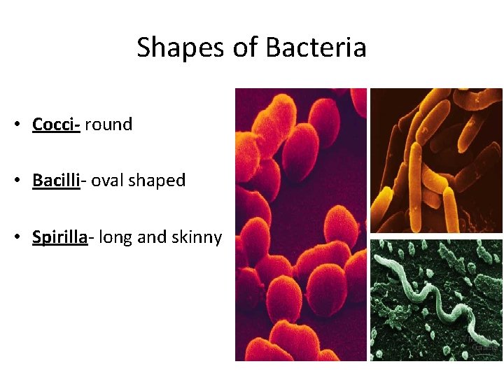 Shapes of Bacteria • Cocci- round • Bacilli- oval shaped • Spirilla- long and