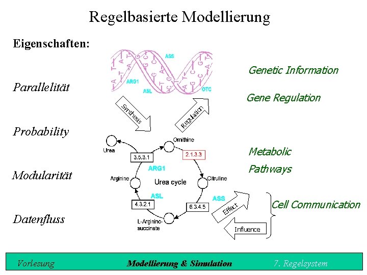 Regelbasierte Modellierung Eigenschaften: Genetic Information Parallelität Gene Regulation la gu Re sis he nt