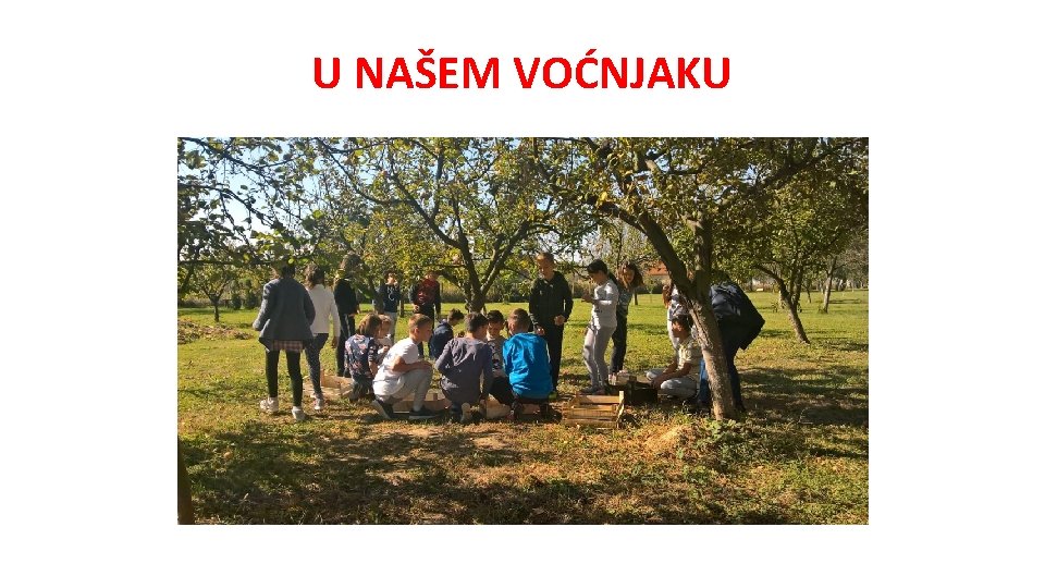 U NAŠEM VOĆNJAKU 