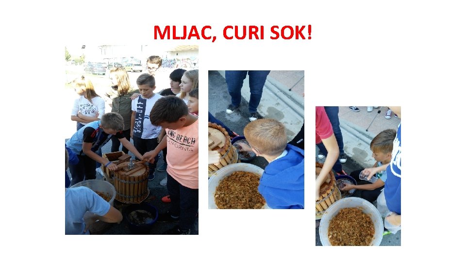 MLJAC, CURI SOK! 