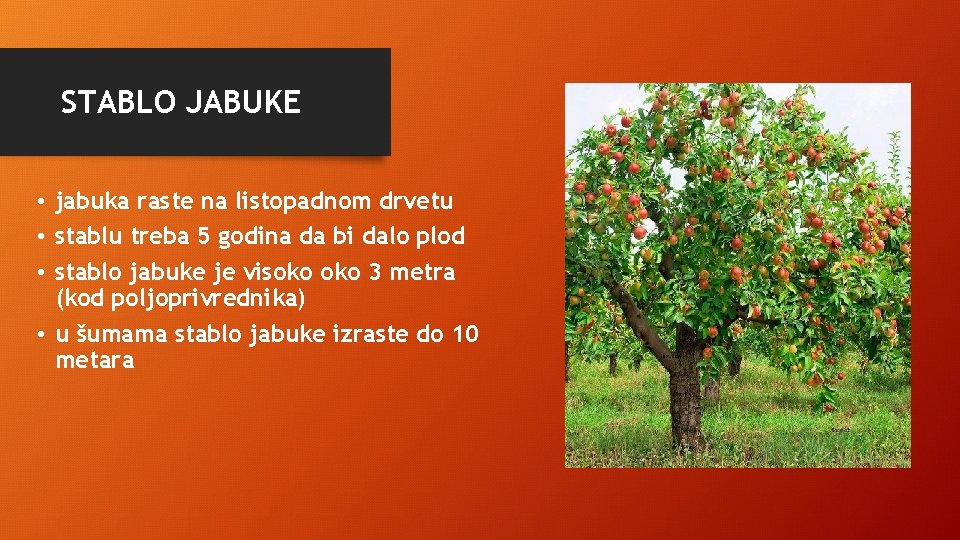 STABLO JABUKE • jabuka raste na listopadnom drvetu • stablu treba 5 godina da