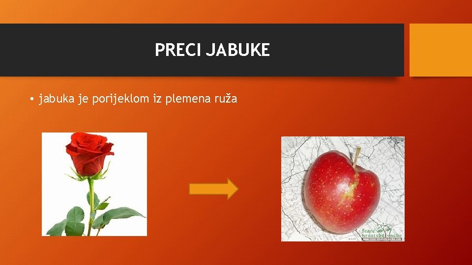 PRECI JABUKE • jabuka je porijeklom iz plemena ruža 