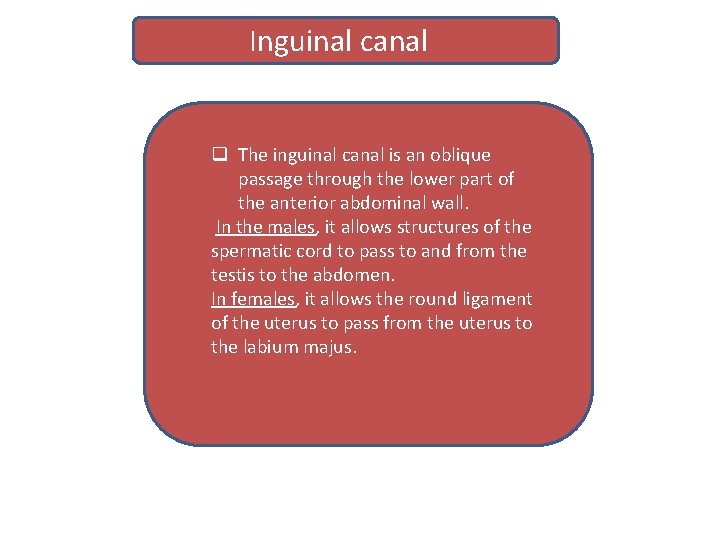Inguinal canal q The inguinal canal is an oblique passage through the lower part