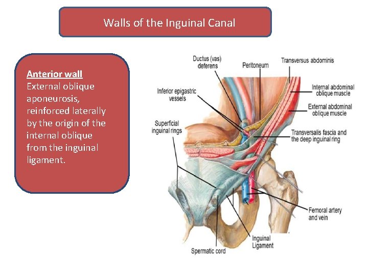 Walls of the Inguinal Canal Anterior wall External oblique aponeurosis, reinforced laterally by the