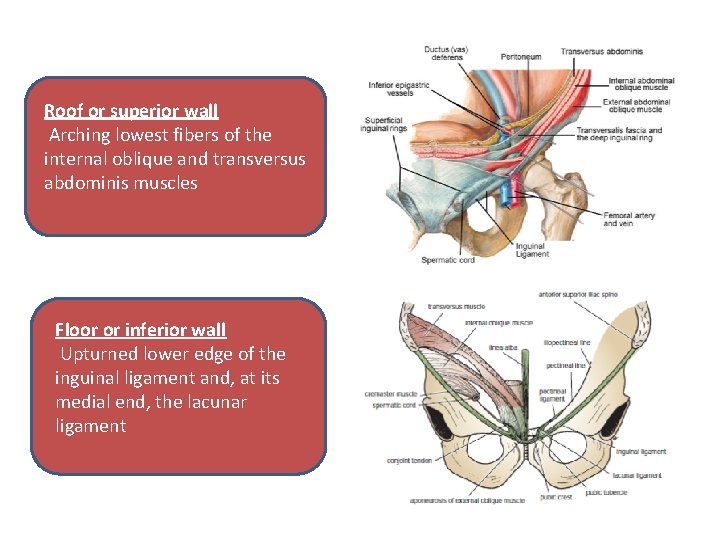 Roof or superior wall Arching lowest fibers of the internal oblique and transversus abdominis