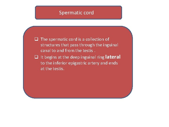 Spermatic cord q The spermatic cord is a collection of structures that pass through