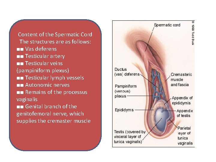 Content of the Spermatic Cord The structures are as follows: ■■ Vas deferens ■■