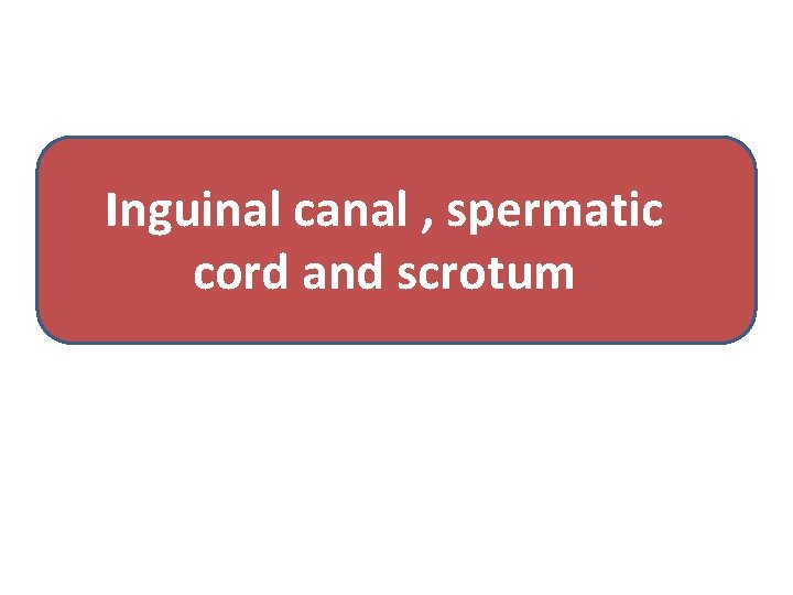 Inguinal canal , spermatic cord and scrotum 