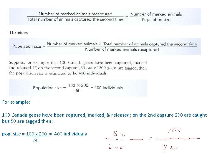 For example: 100 Canada geese have been captured, marked, & released; on the 2