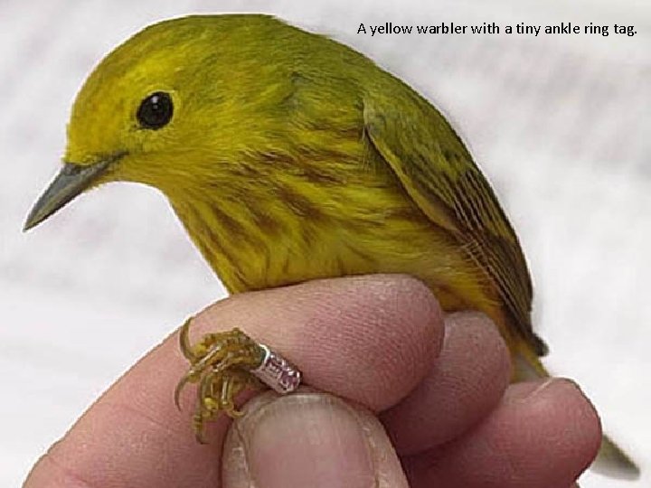 A yellow warbler with a tiny ankle ring tag. 