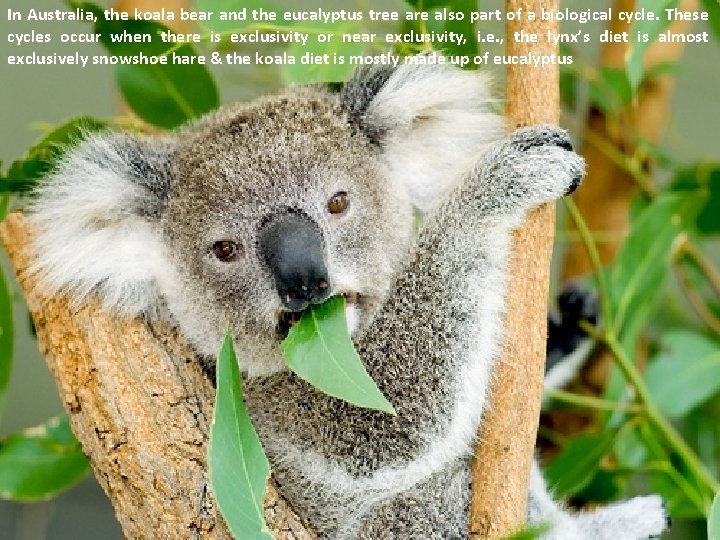 In Australia, the koala bear and the eucalyptus tree are also part of a